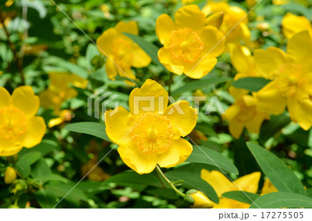 ヒペリカム・ヒドコート 17275505