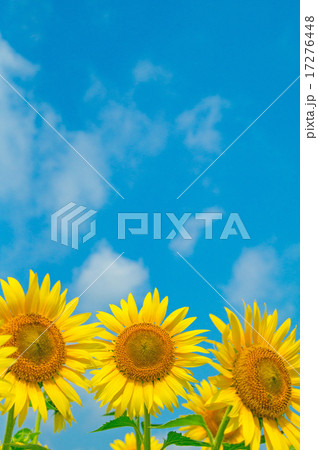 ひまわり ひまわり 17276448