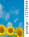 ひまわり 17276449