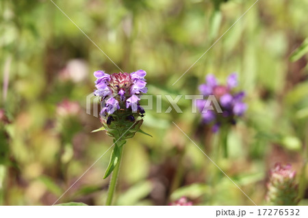 ウツボグサ ウツボグサ 17276532