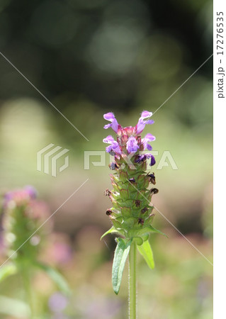 ウツボグサ ウツボグサ 17276535