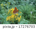 ヒョウモンチョウ 17276703