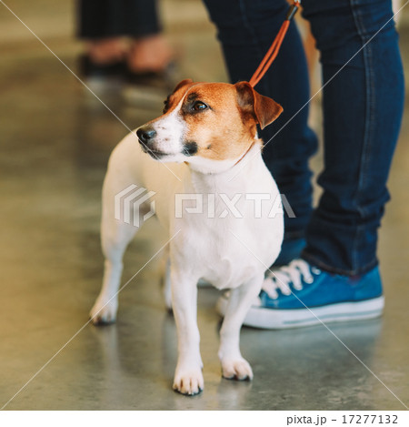 White small dog jack russell terrier White small dog jack russell terrier 17277132