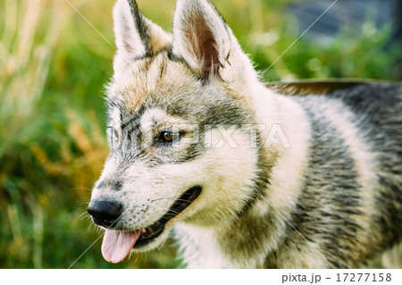 Young Happy Husky Eskimo Dog Sitting In Grass Outdoor 17277158