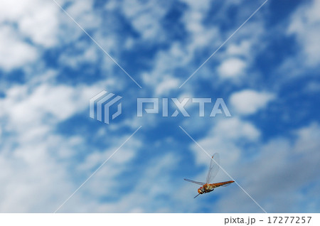 ウスバキトンボの飛翔 ウスバキトンボの飛翔 17277257