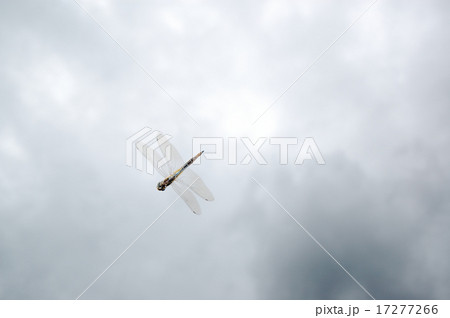 ウスバキトンボの飛翔 17277266