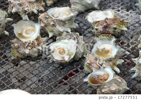 相模大野 もんじぇ祭り さざえ つぼ焼き 相模大野 もんじぇ祭り さざえ つぼ焼き 17277551