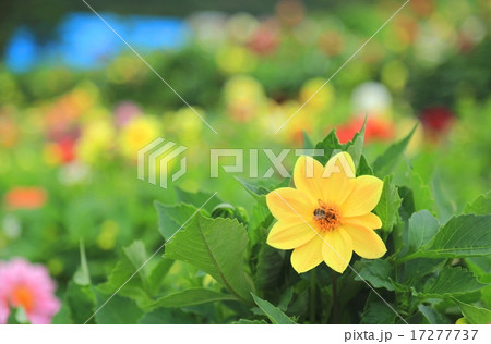 ミツバチとダリア 17277737