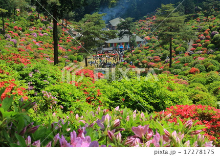塩船観音寺つつじまつり 17278175
