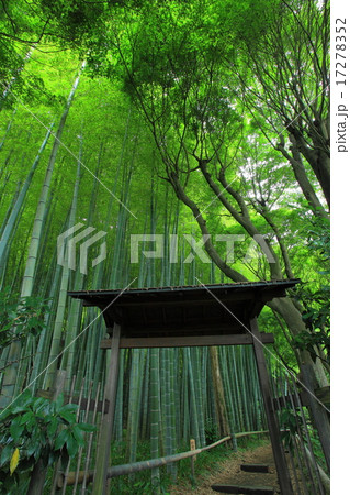 英勝寺竹林 17278352