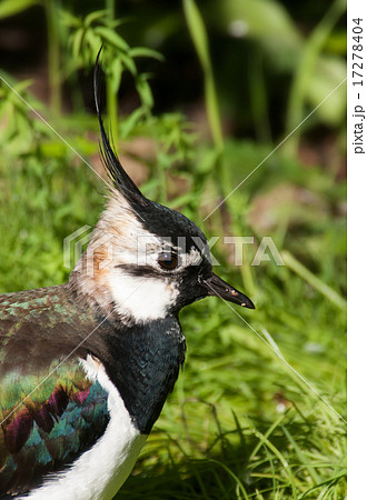 Portrait of lapwing  Vanellus vanellus 17278404