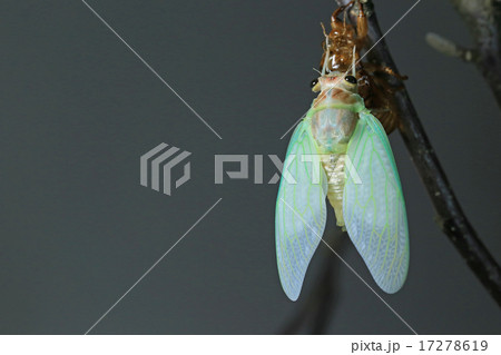 アブラゼミの羽化 アブラゼミの羽化 17278619