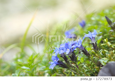 高山植物 高山植物 17278973