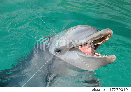 イルカの笑顔 イルカの笑顔 17279010