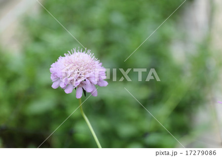 スカビオサ 17279086
