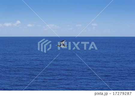 カツオドリ1 17279287