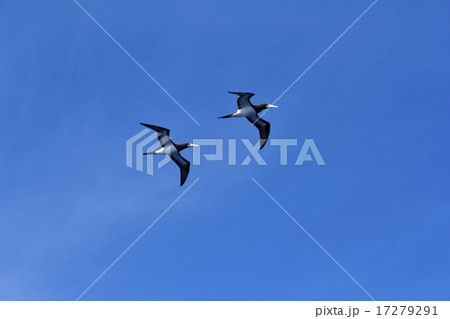 カツオドリ2 17279291