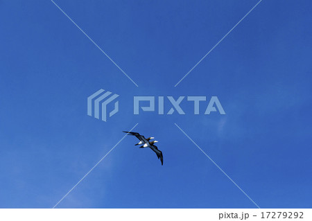 カツオドリ3 17279292