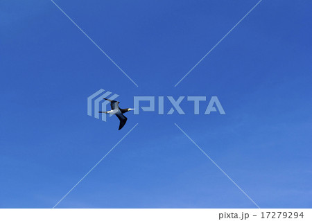 カツオドリ5 17279294