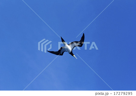 カツオドリ6 17279295