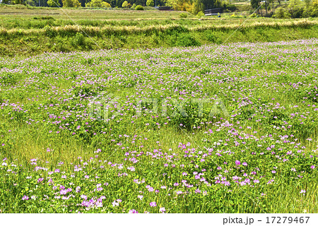 レンゲ畑/奈良県 明日香村 レンゲ畑/奈良県 明日香村 17279467