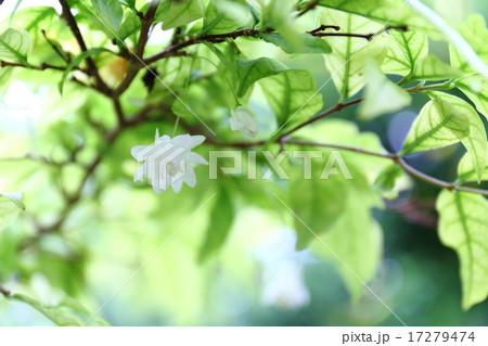 ライティア・レリギオーサ 17279474