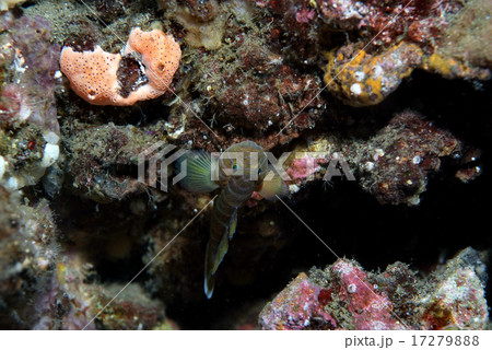 逆さに岩に止まるベンケイハゼ 17279888