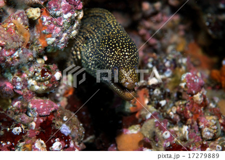 岩穴からウツボの仲間の写真素材