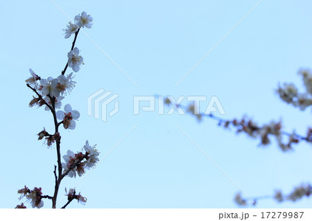 梅と雪 梅と雪 17279987