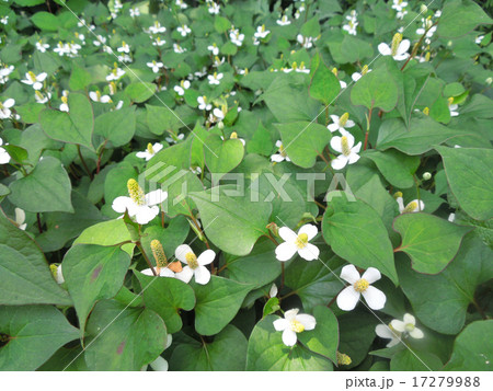 ドクダミ 17279988