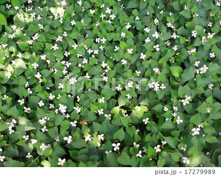 ドクダミ 17279989