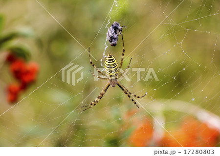 Spider with prey 17280803