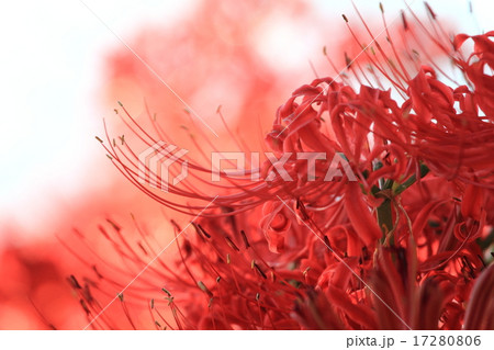 彼岸花 17280806