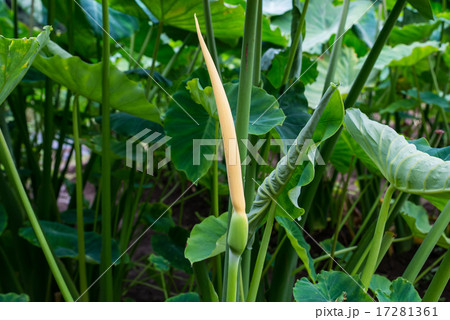 サトイモの花 17281361