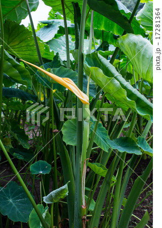 サトイモの花 17281364