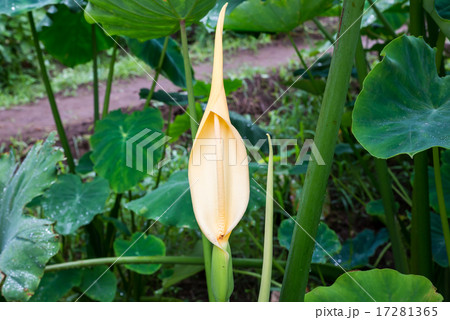 サトイモの花 17281365