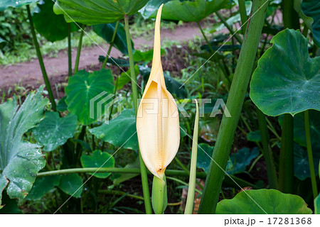 サトイモの花 17281368