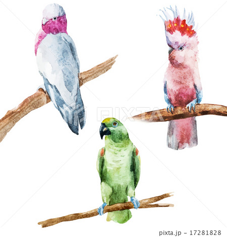 Watercolor parrot 17281828