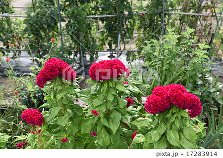 ケイトウの花001 ケイトウの花001 17283914