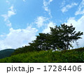 土手と夏空 17284406