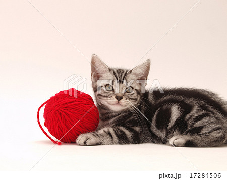赤い毛糸とアメリカンショートヘアーの子猫 17284506