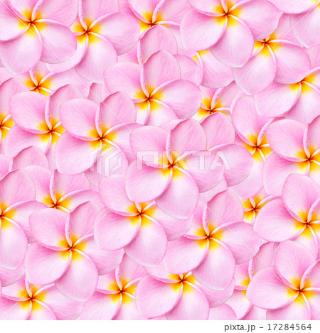 Pattern pink frangipani flower texture for background 17284564
