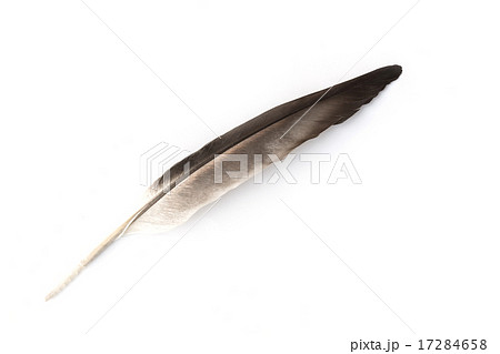 Close up detail of bird feather isolated on white Close up detail of bird feather isolated on white 17284658