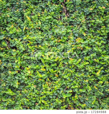 Pattern of green ivy on the wall, background and texture 17284988