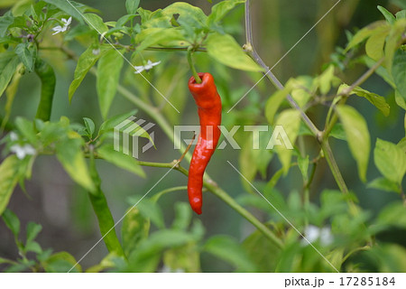 露地栽培の伏見甘長唐辛子 17285184