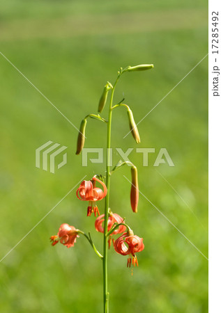 ノヒメユリ ノヒメユリ 17285492