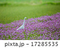チュウサギ 17285535