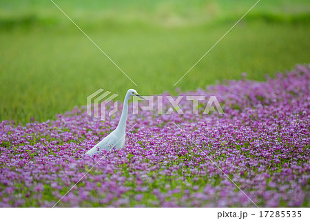 チュウサギ 17285535