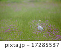 チュウサギ 17285537