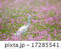チュウサギ 17285541